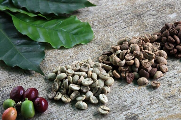 diferentes grãos de café