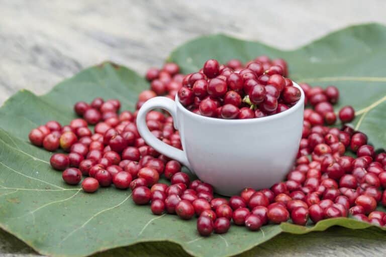 significa café Canephora