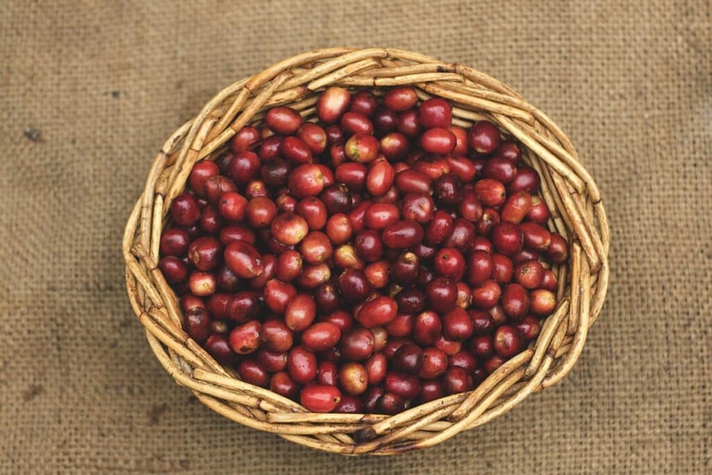 Café Canephora
