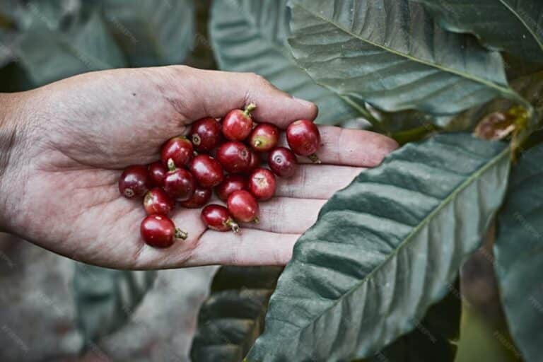 café é fruta