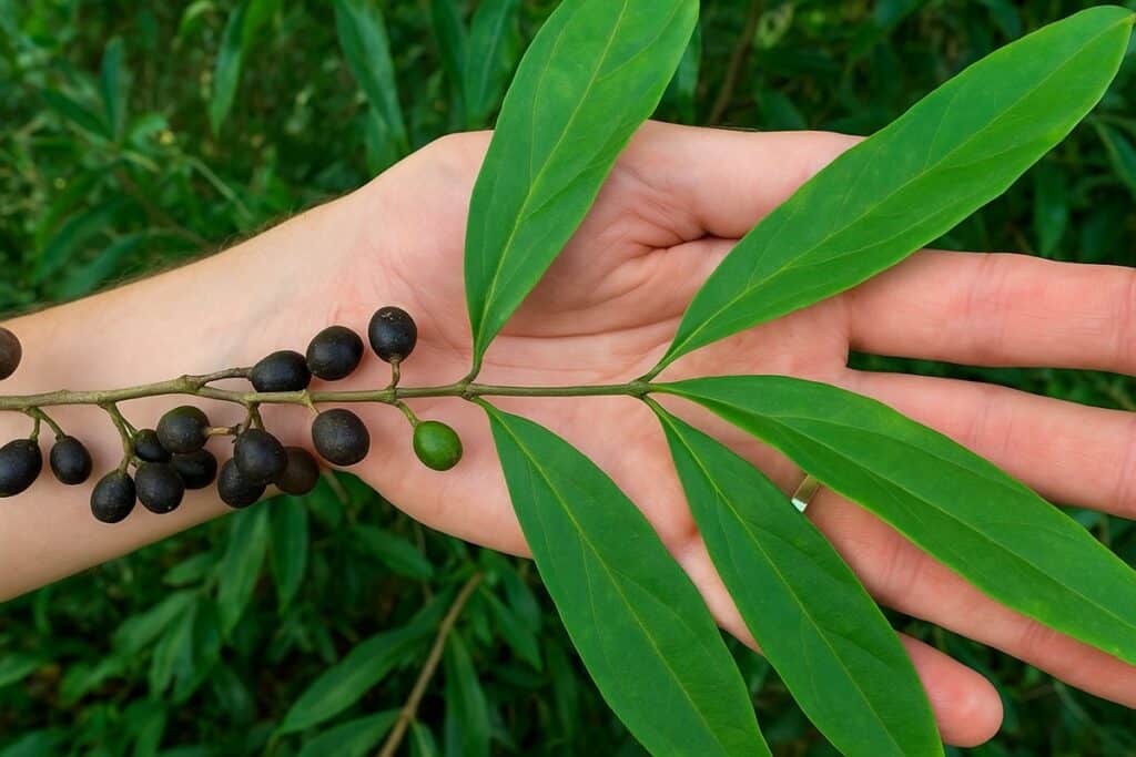 Coffea stenophylla