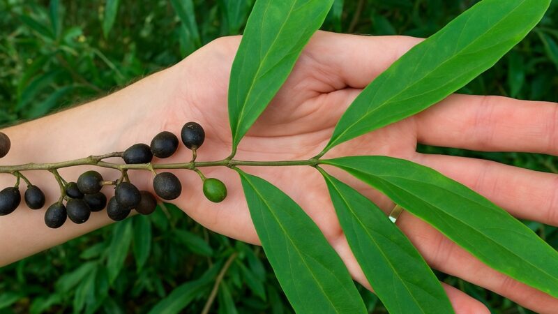 Coffea stenophylla