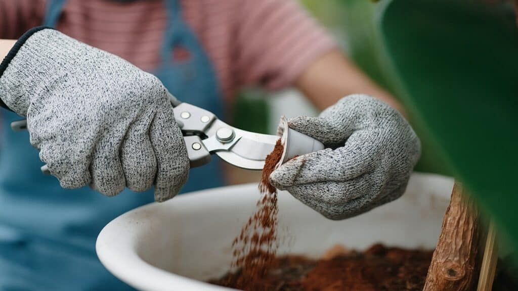 plantar café em casa