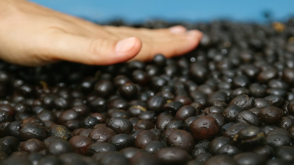 Black Ivory Coffee – Tailândia