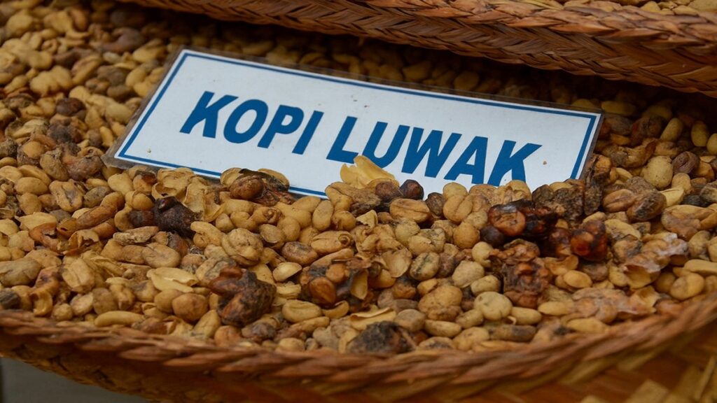 Kopi Luwak – Indonésia