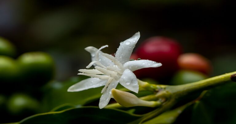 Florada do café