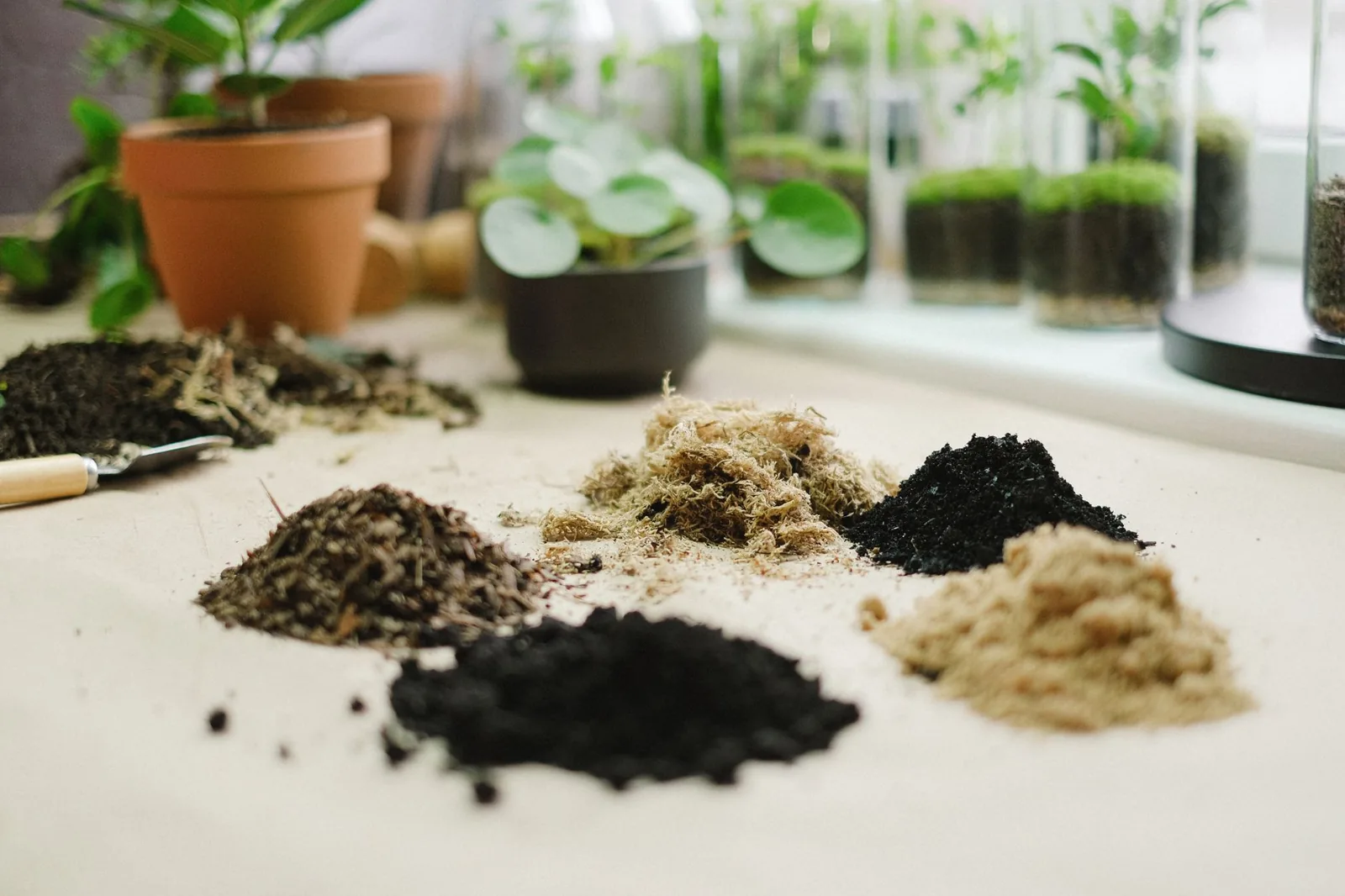 Borra de café: 5 usos surpreendentes em casa