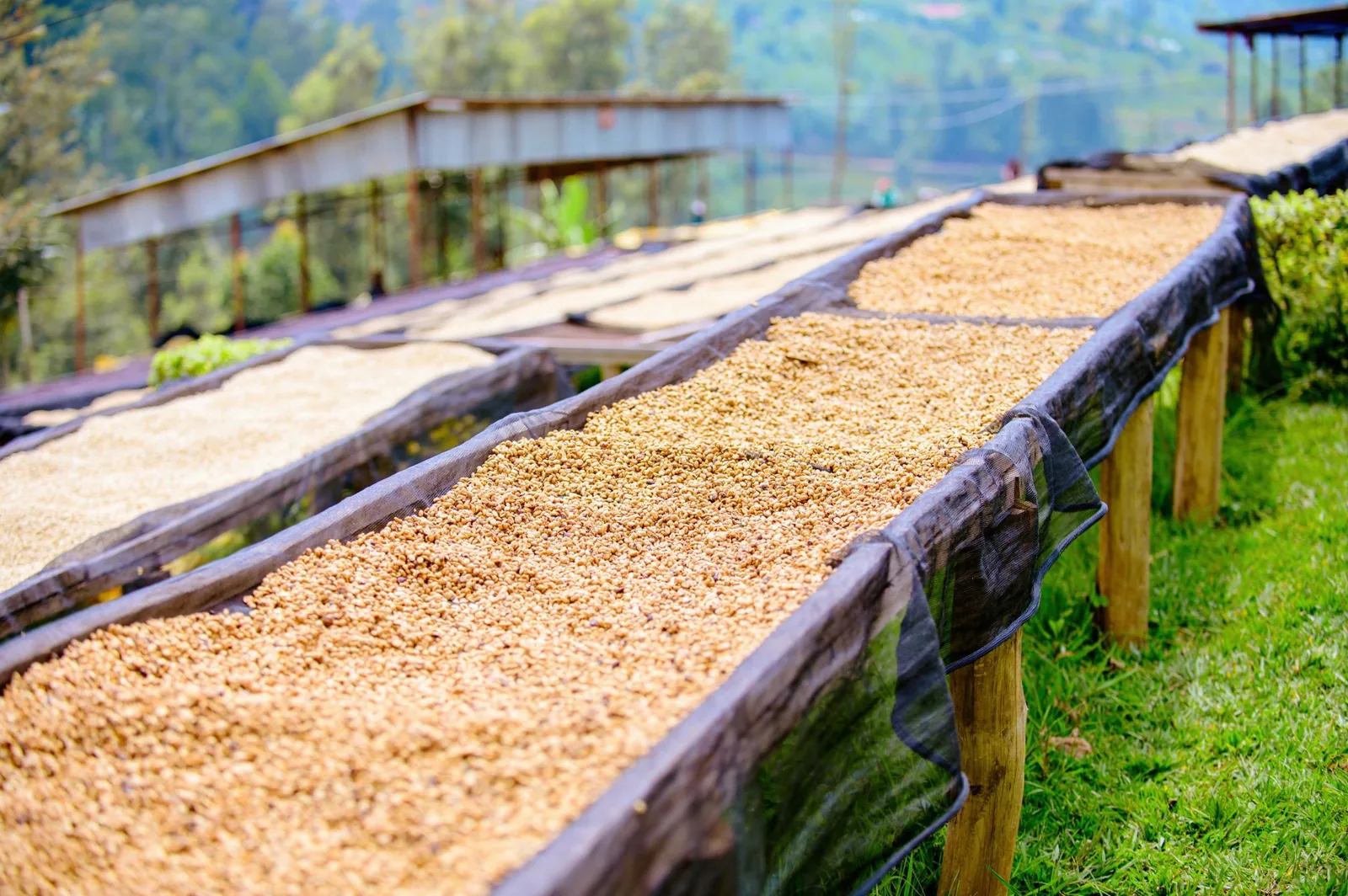 Café natural, lavado e honey: como o processo muda o sabor