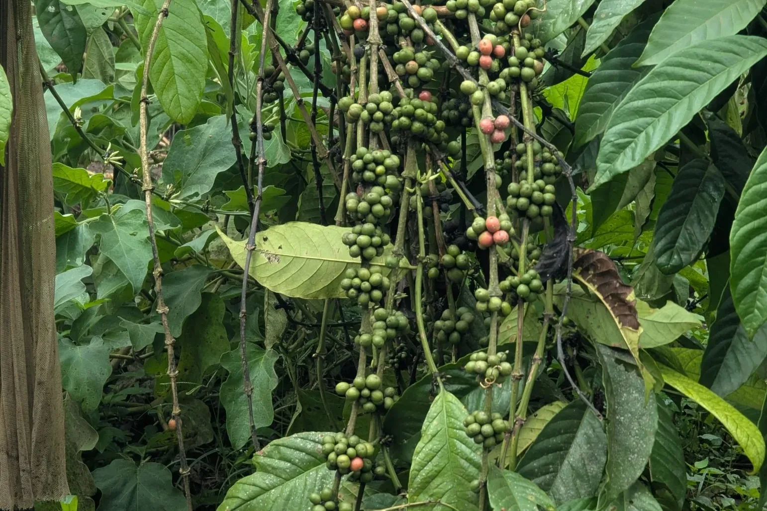 Frutos de café em vários estágios de maturação no pé