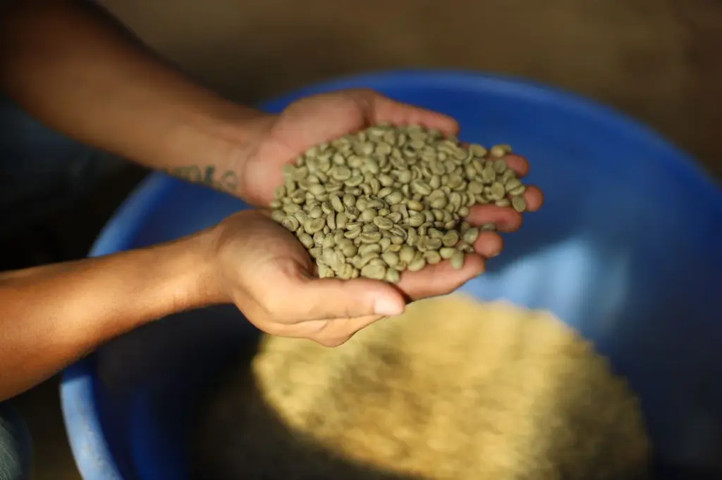 Comércio justo (fair trade) no café: o que significa