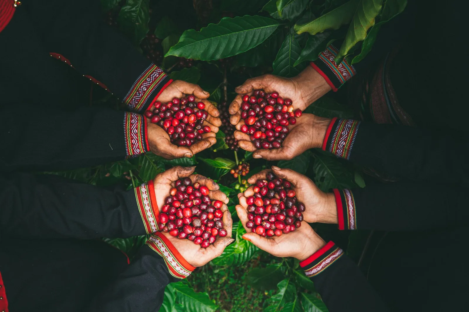Comércio justo (fair trade) no café: o que significa