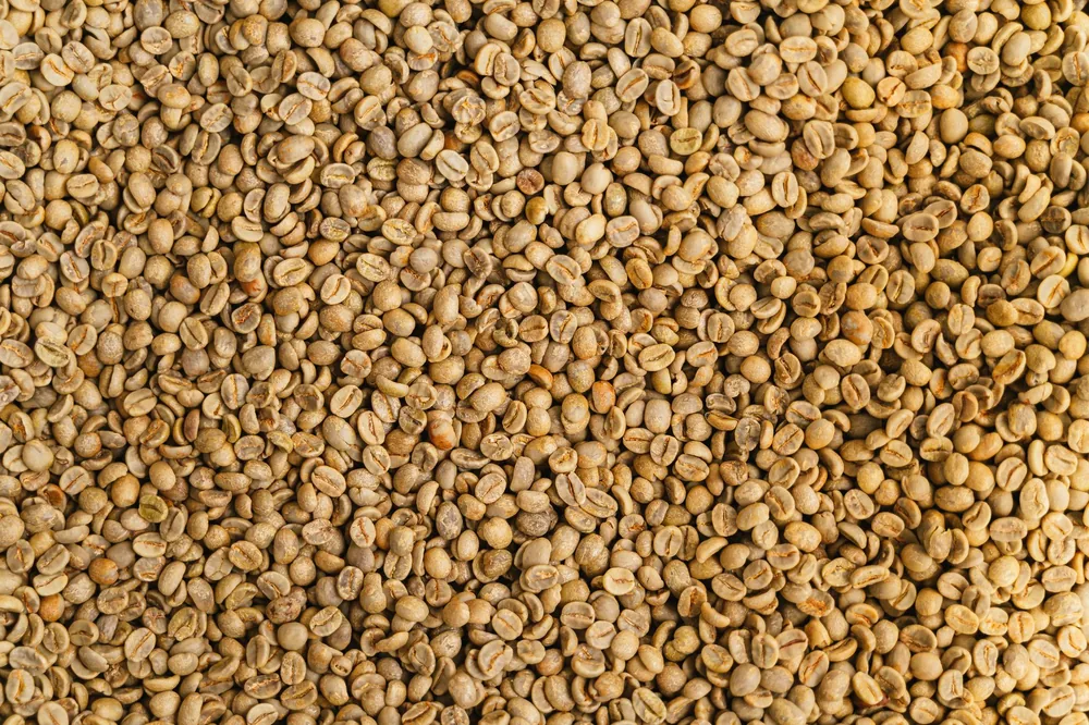 Grãos de café verdes, ainda crus