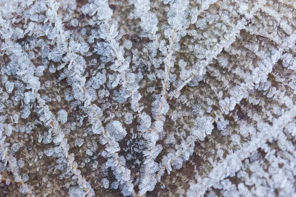 Folha coberta de cristais de geada em manhã de frio intenso