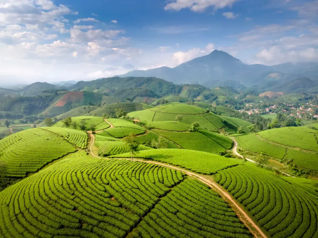 Maiores produtores de café do mundo