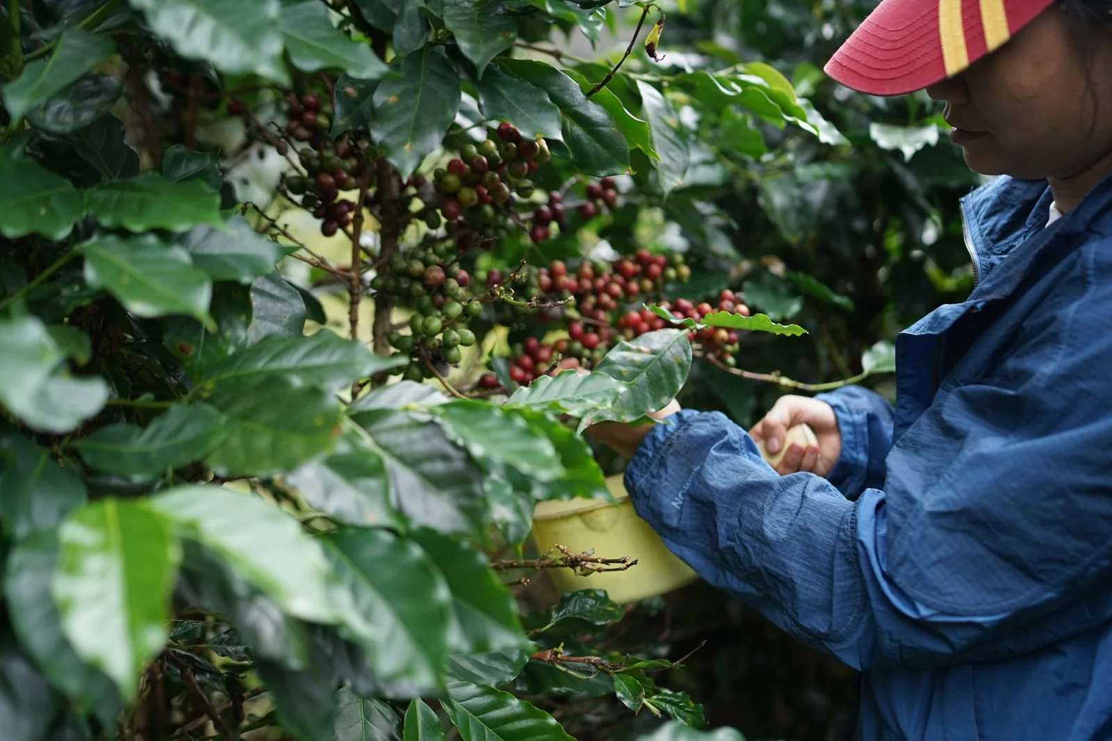 Maiores produtores de café do mundo