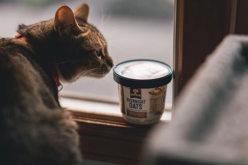 Gato curioso cheirando um copo perto da janela