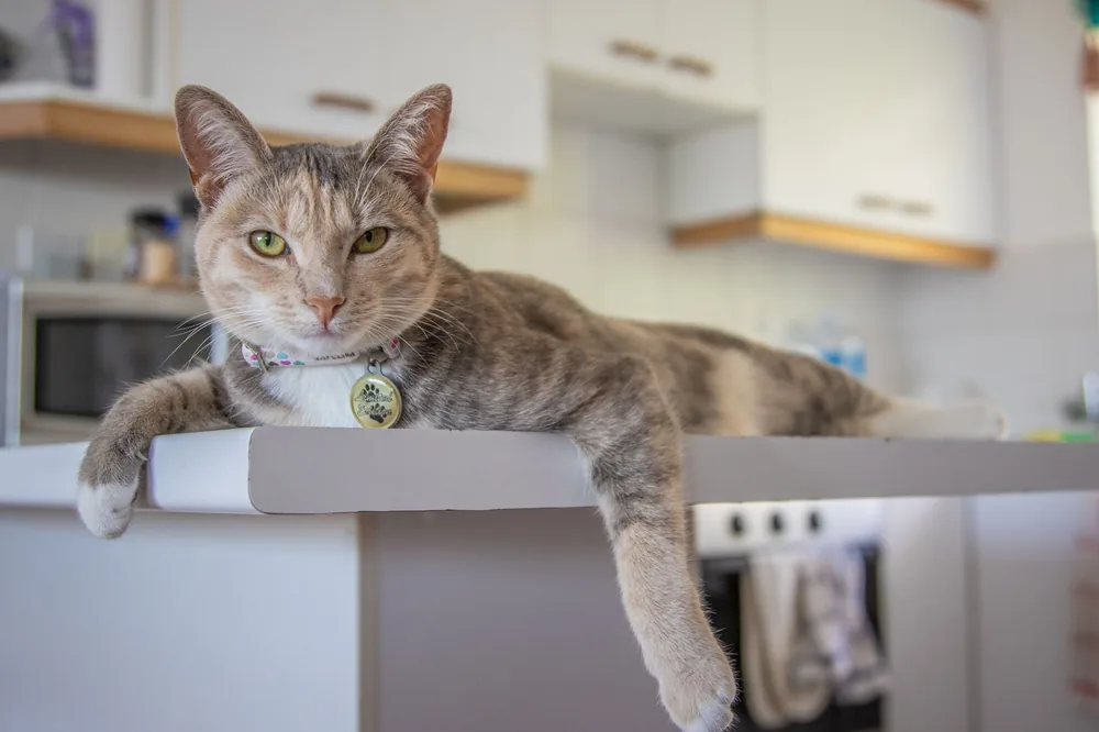 Gato malhado deitado numa cozinha