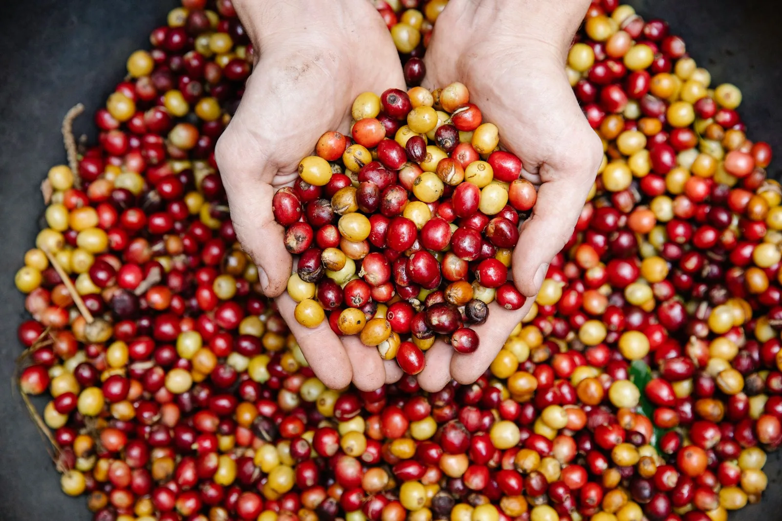 Por que produtores de café especial mudam as fazendas