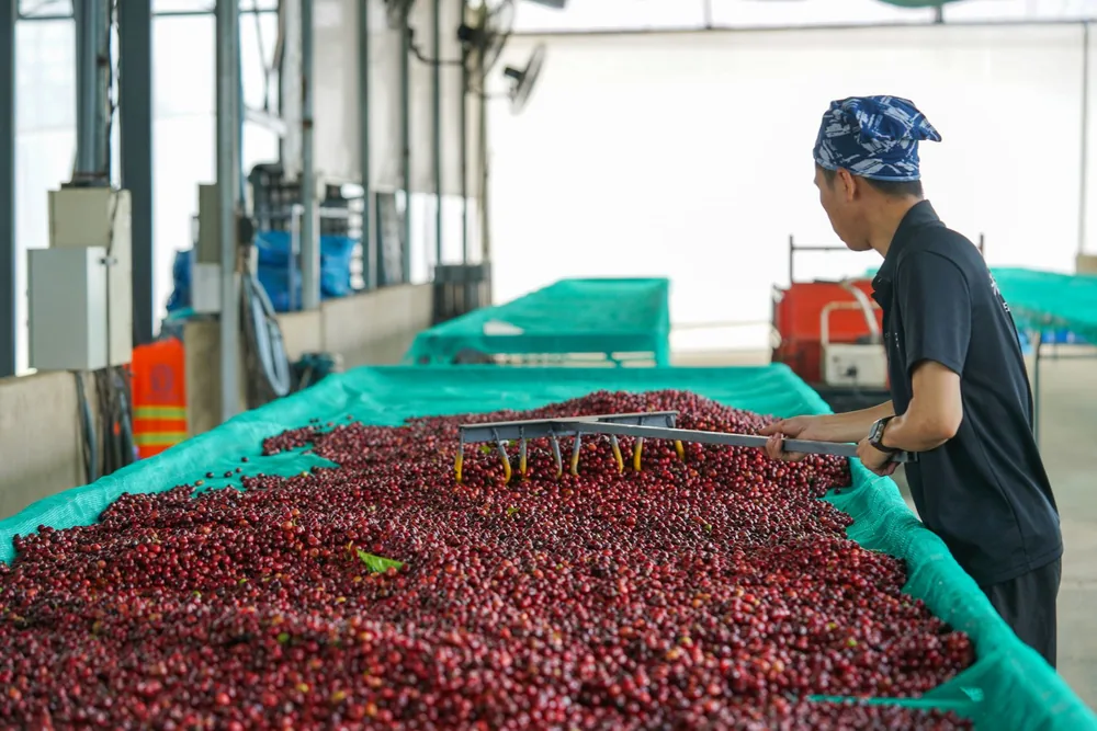 Frutos de café vermelhos maduros