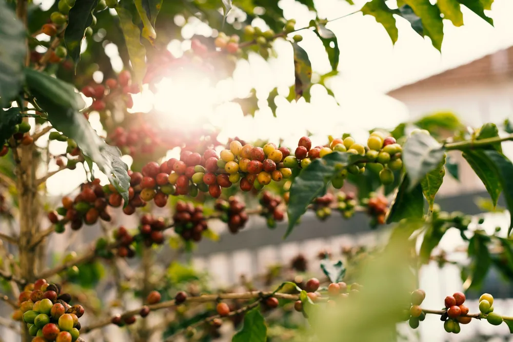 Frutos de café no pé