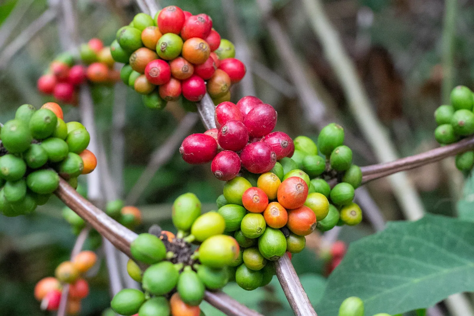Quanto custa um bom café especial? Os fatores do preço