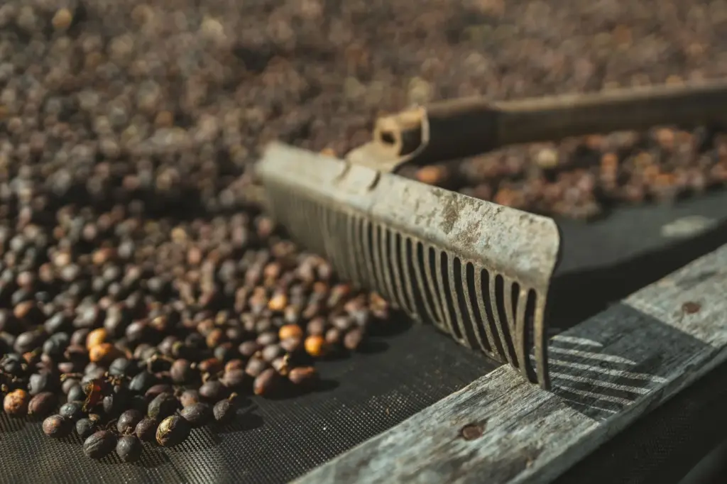 Safra recorde de café em 2026: o que muda no preço