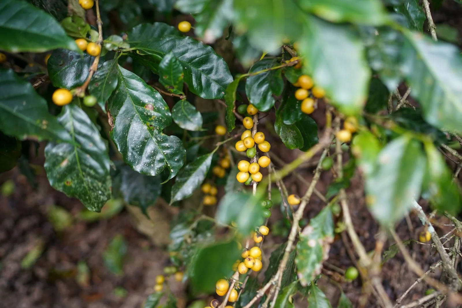 Variedades de café arábica: bourbon, catuaí e geisha