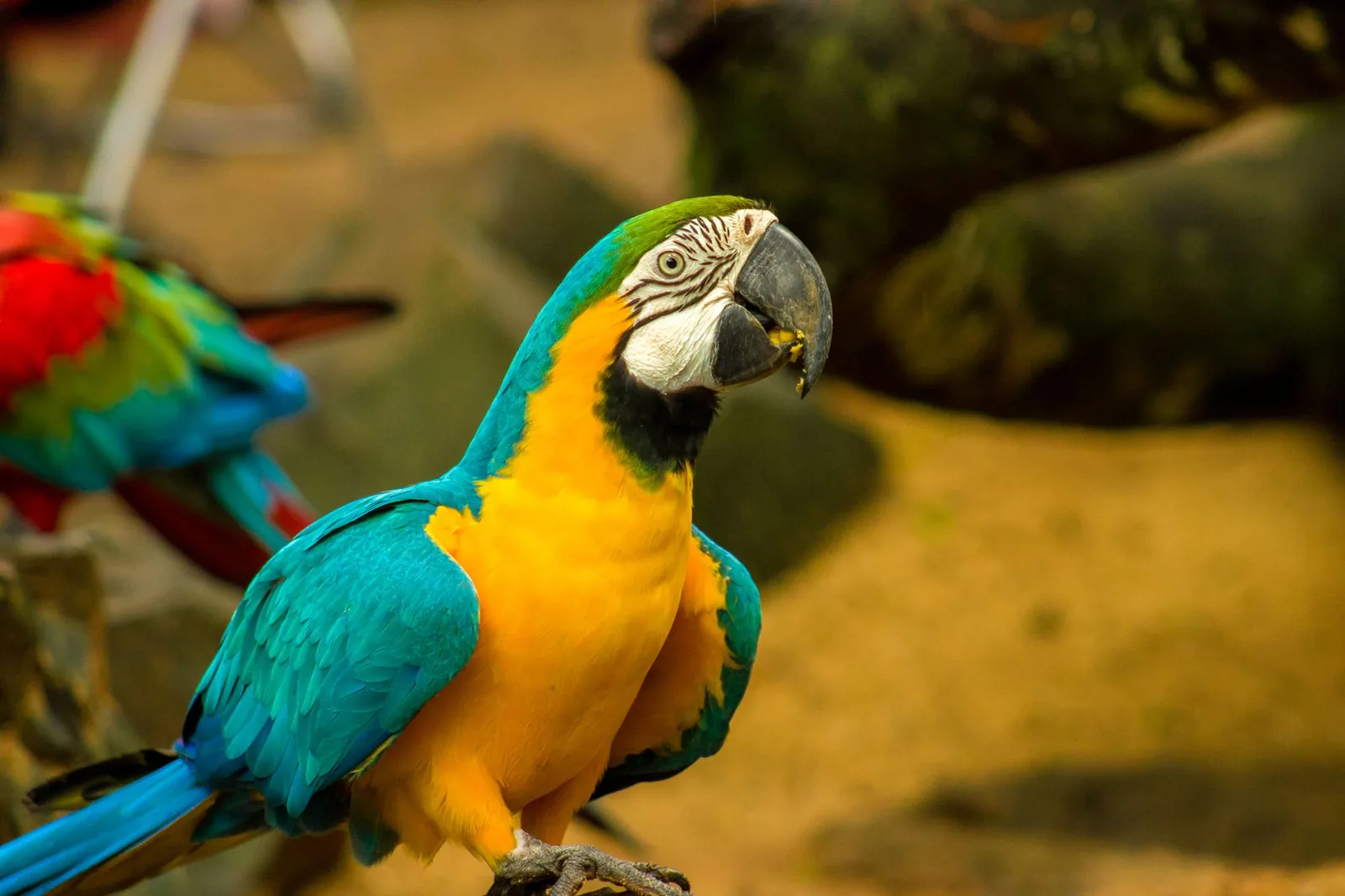 Arara: a variedade brasileira que nasceu pra agradar