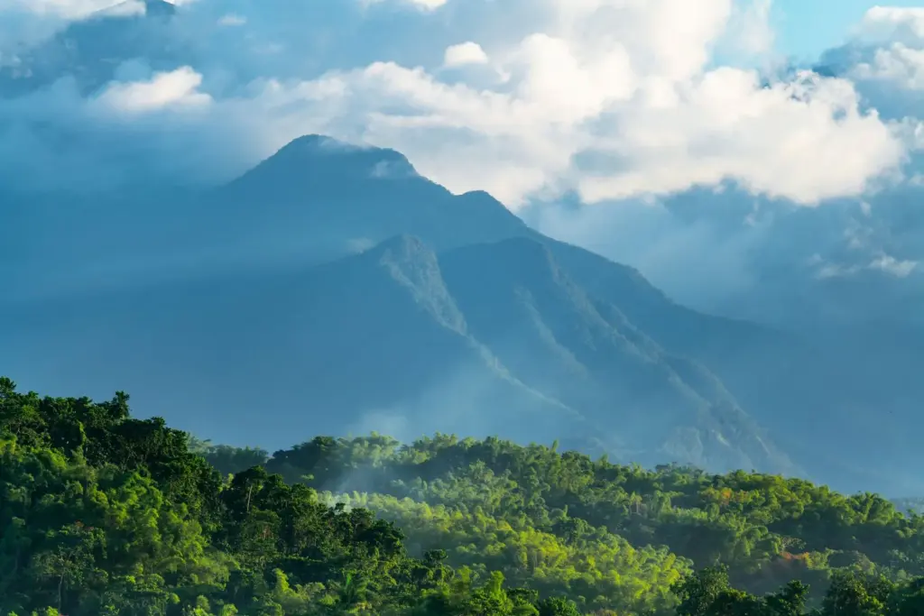 Blue Mountain: o café da Jamaica