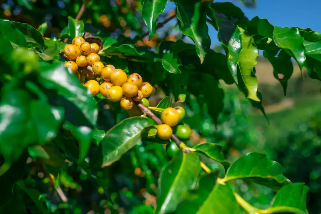 Bourbon amarelo: a variedade queridinha dos concursos brasileiros