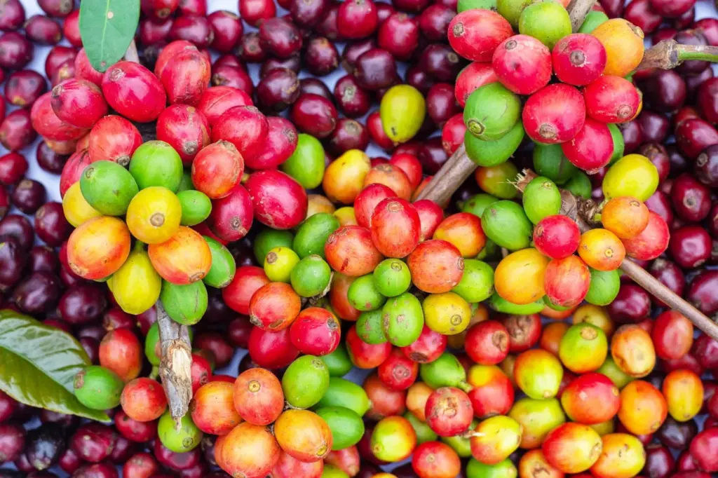 Bourbon amarelo x bourbon vermelho: a diferença
