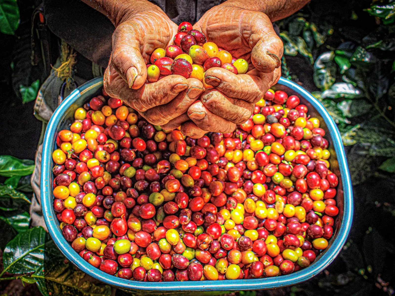 Bourbon rosa: a cereja rosada do café especial