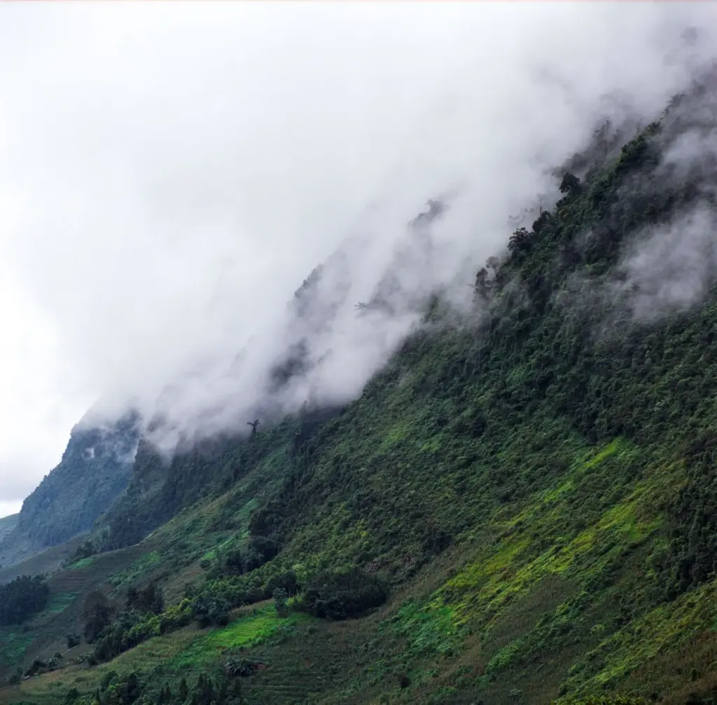 Café da Bolívia: o café dos Yungas