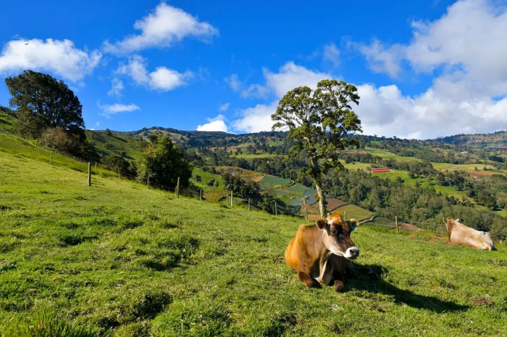 Café da Costa Rica: a terra dos micro-beneficios