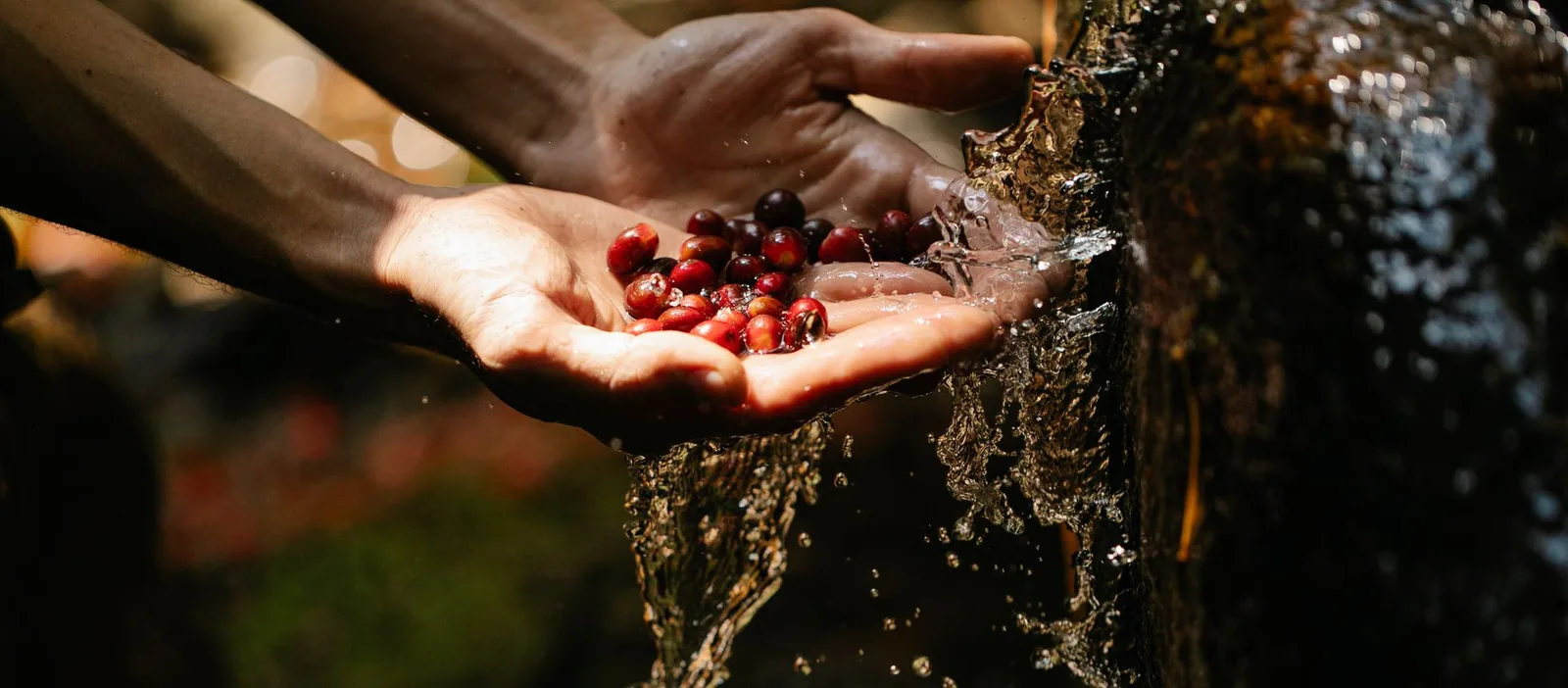 Café da Costa Rica: a terra dos micro-beneficios
