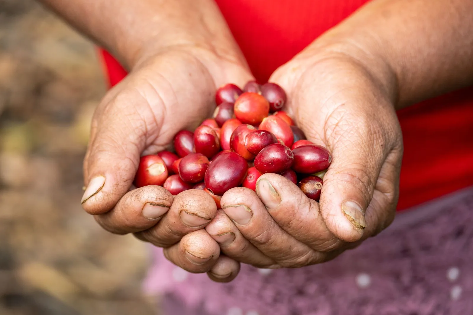 Café da Guatemala: Antigua e Huehuetenango
