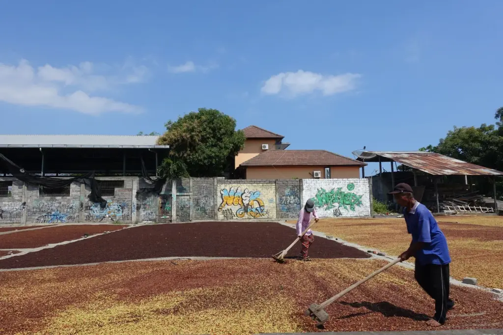 Café da Sumatra: o processo giling basah da Indonésia
