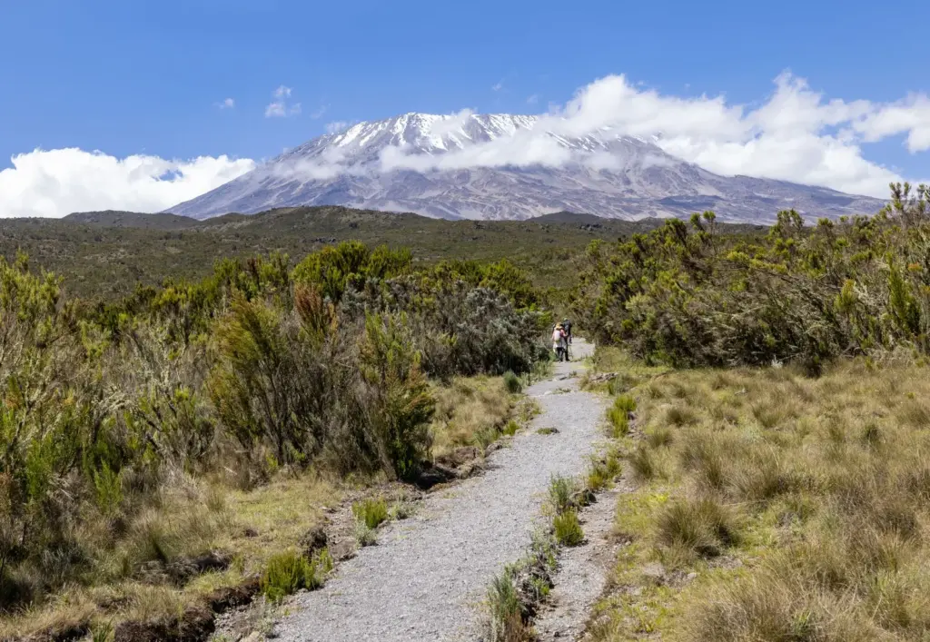 Café da Tanzânia: o arábica do Kilimanjaro