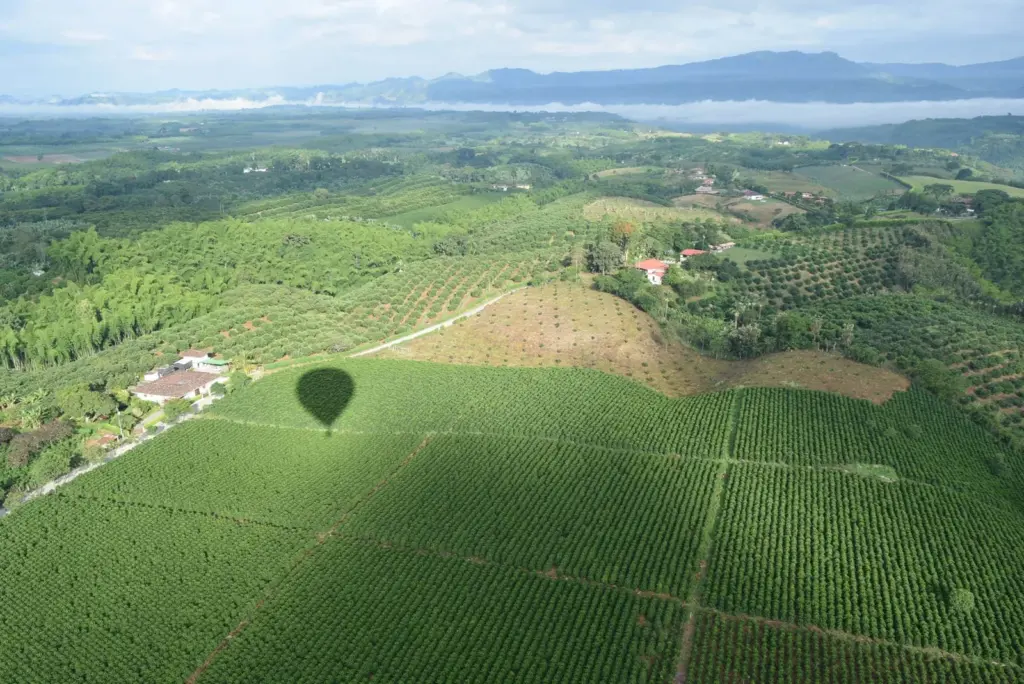 Café de altitude: por que a montanha muda o sabor