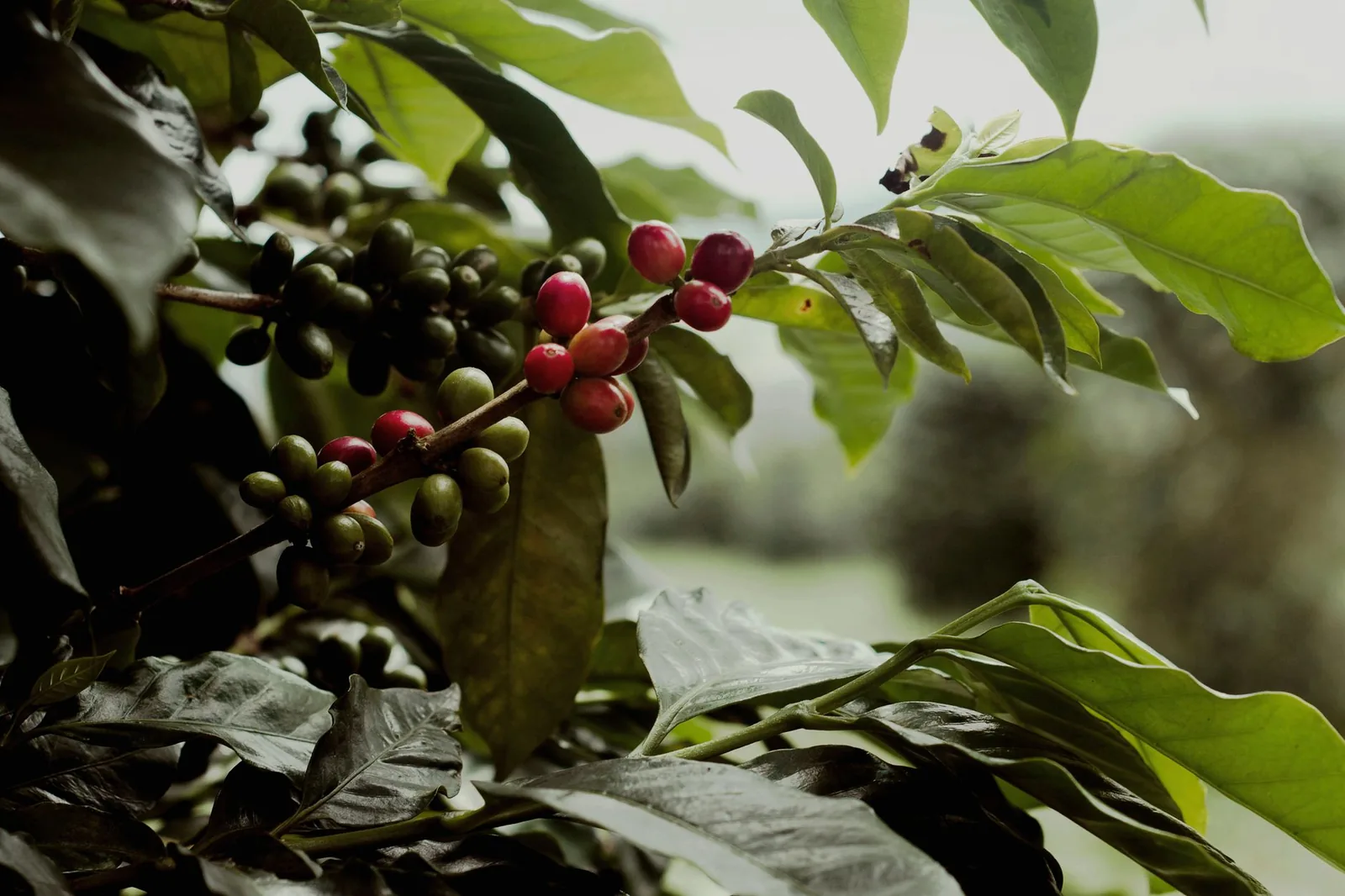 Café de Galápagos: o grão das ilhas de Darwin