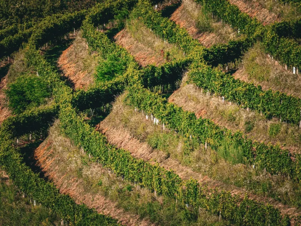 Café de Honduras: a origem que cresceu na América Central