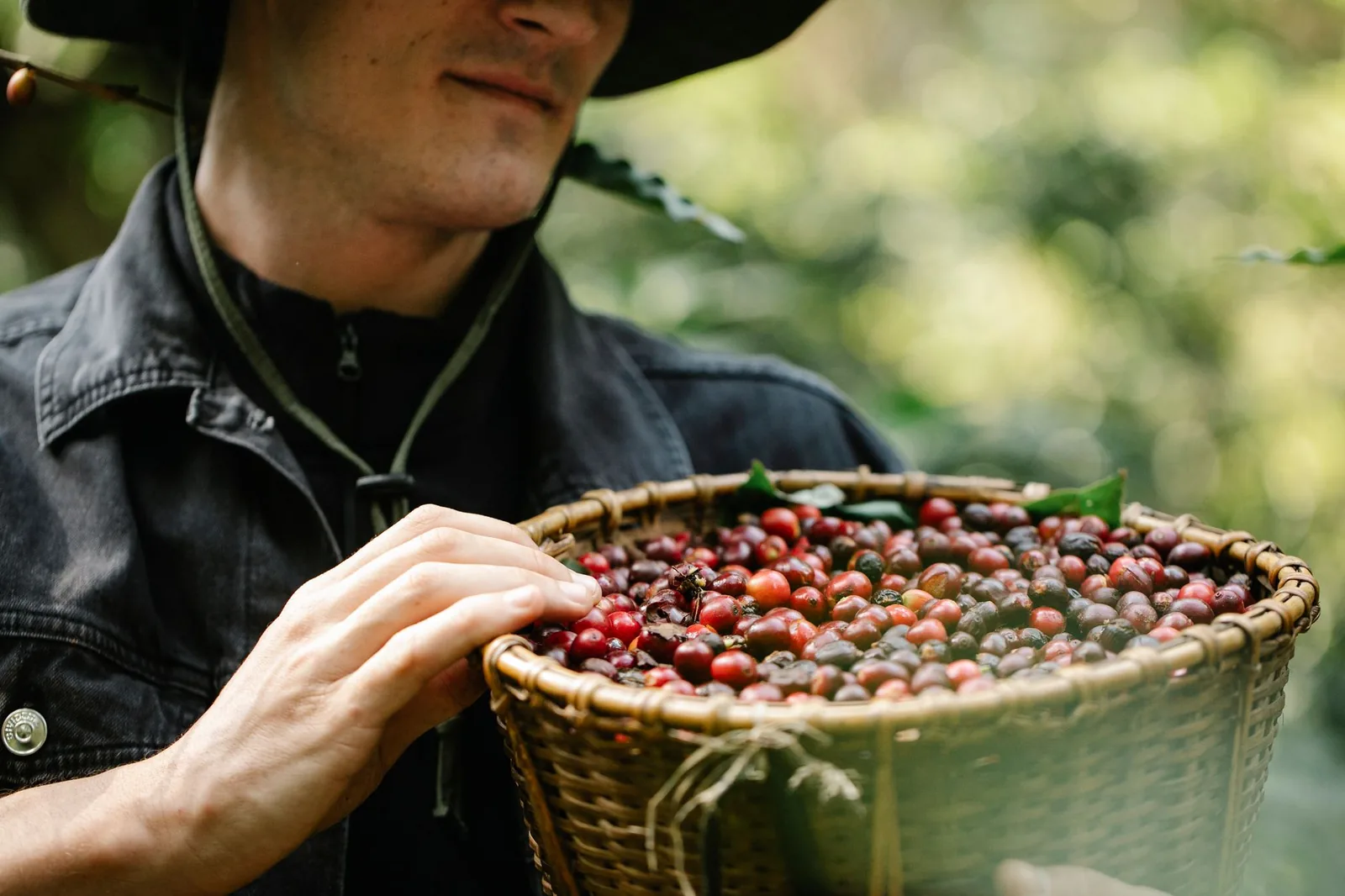 Café de Honduras: a origem que cresceu na América Central