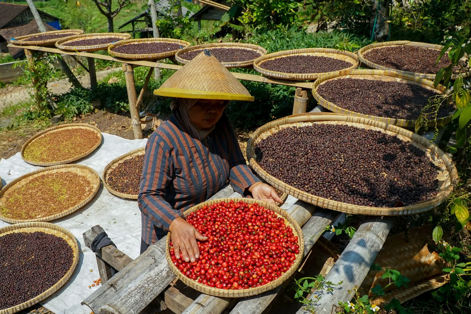 Café de Java: a ilha que virou apelido do café