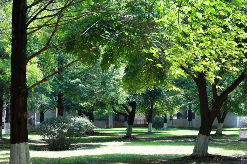 Café de sombra (shade grown): o café que preserva a floresta