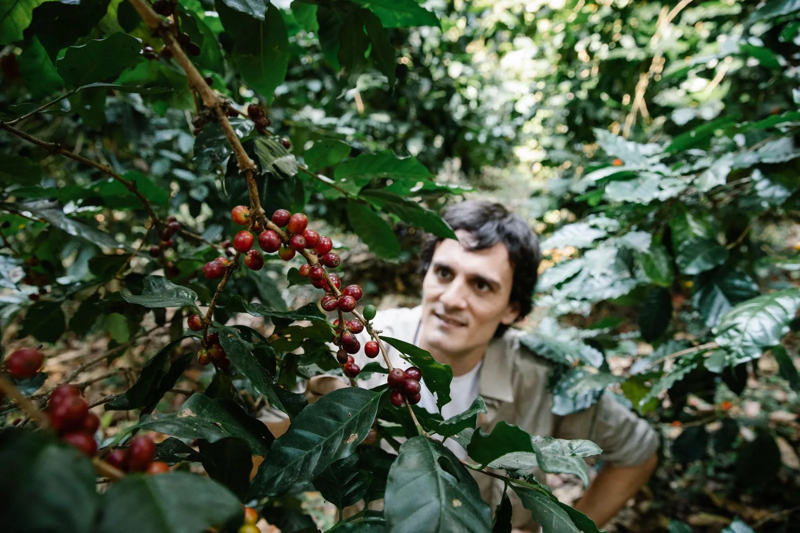 Café de sombra (shade grown): o café que preserva a floresta