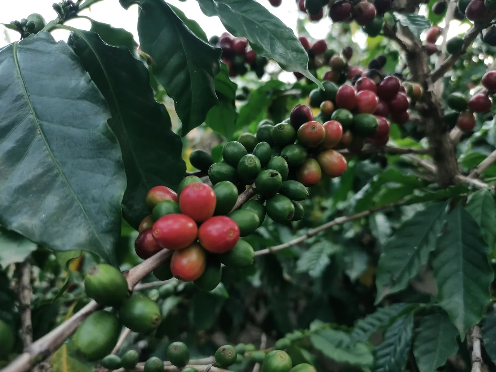 Café do Equador: altitude extrema na linha do Equador