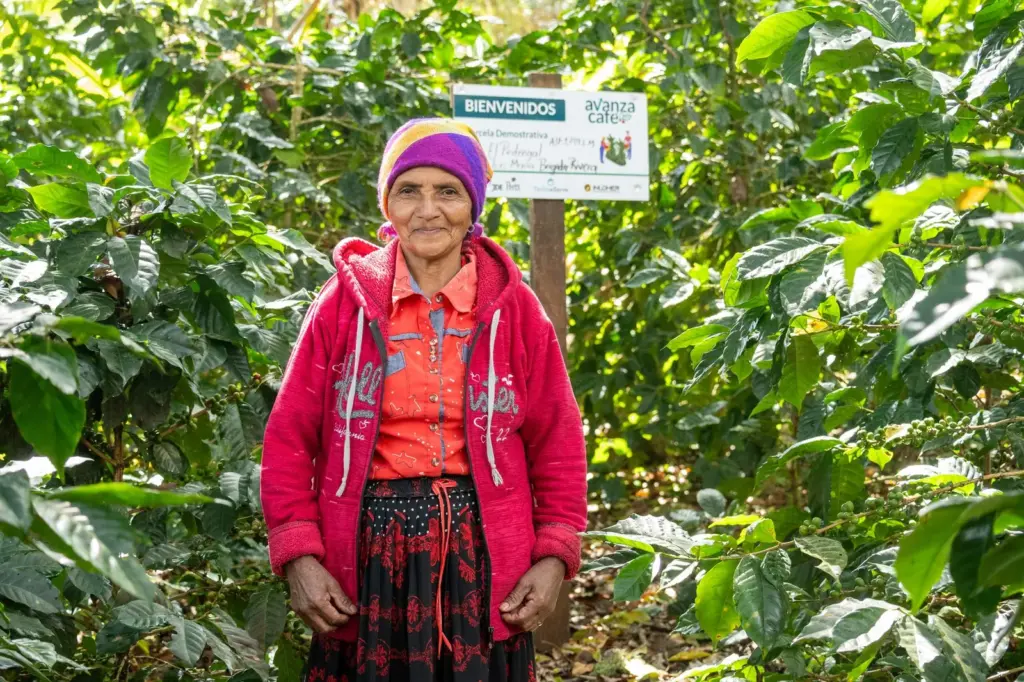 Café do México: Chiapas, Veracruz e Oaxaca