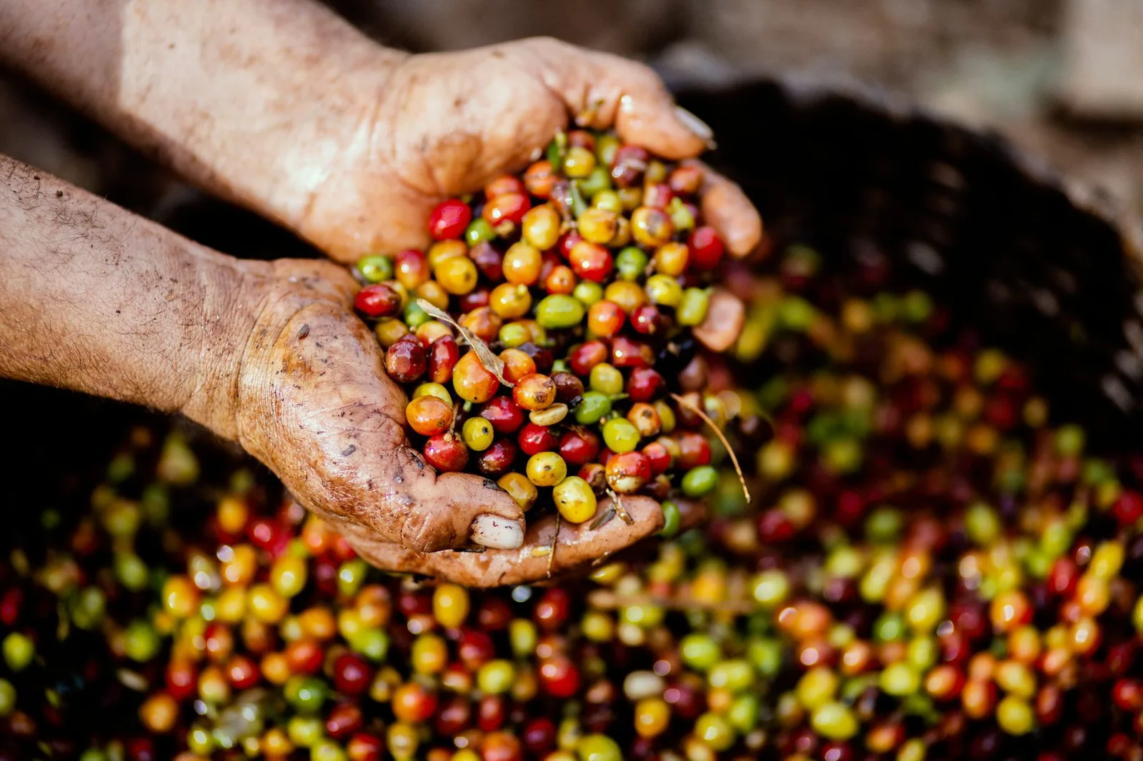 Café do México: Chiapas, Veracruz e Oaxaca