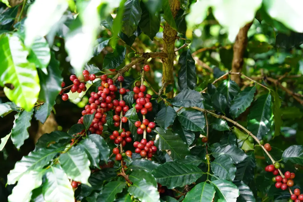Café do Panamá: o país que virou vitrine do café raro
