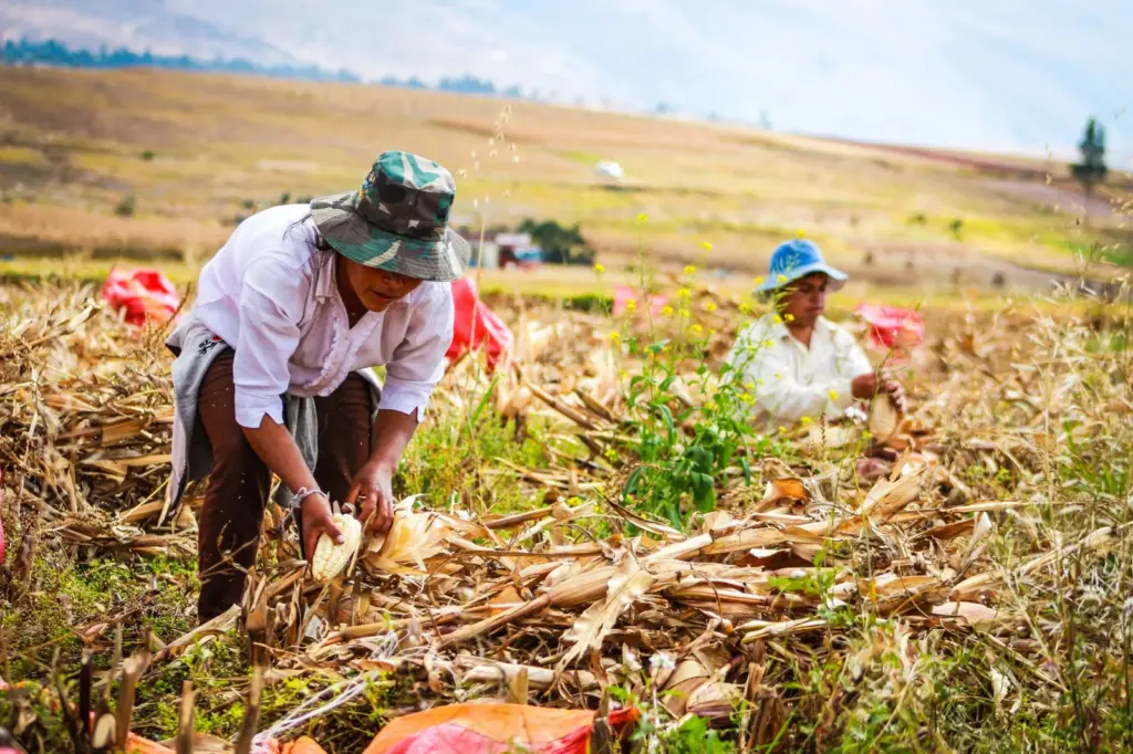 Café do Peru: o gigante orgânico da América do Sul